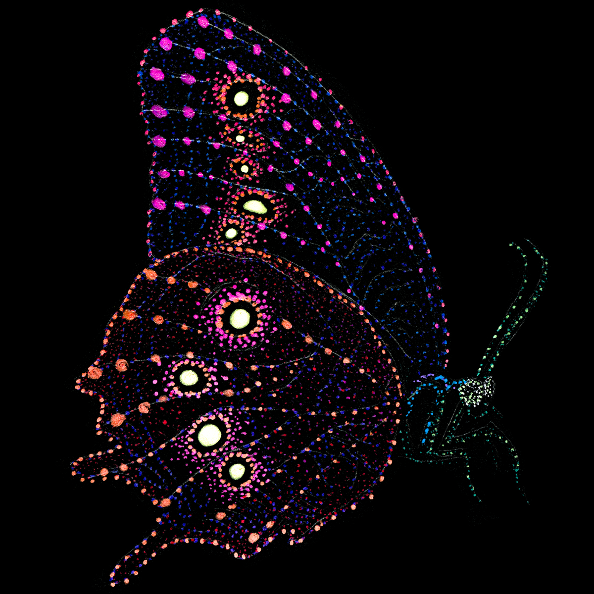 butterfly-psychedelic-tropical-scuba-animal-underwater-art-clothing-tshirt-goft-art-print