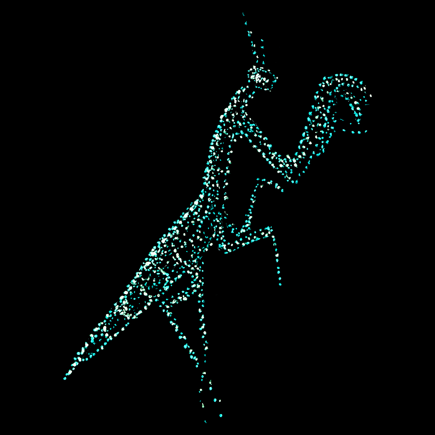 Alexandra the Mantis