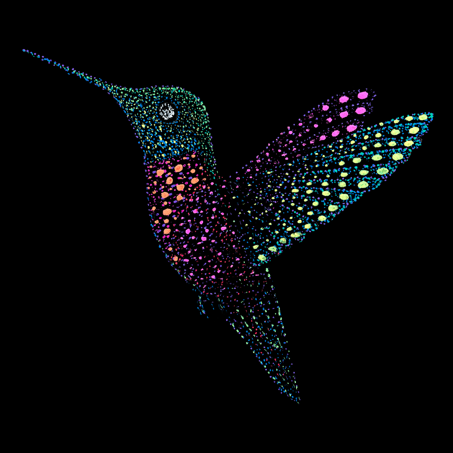 Dinesh the Hummingbird