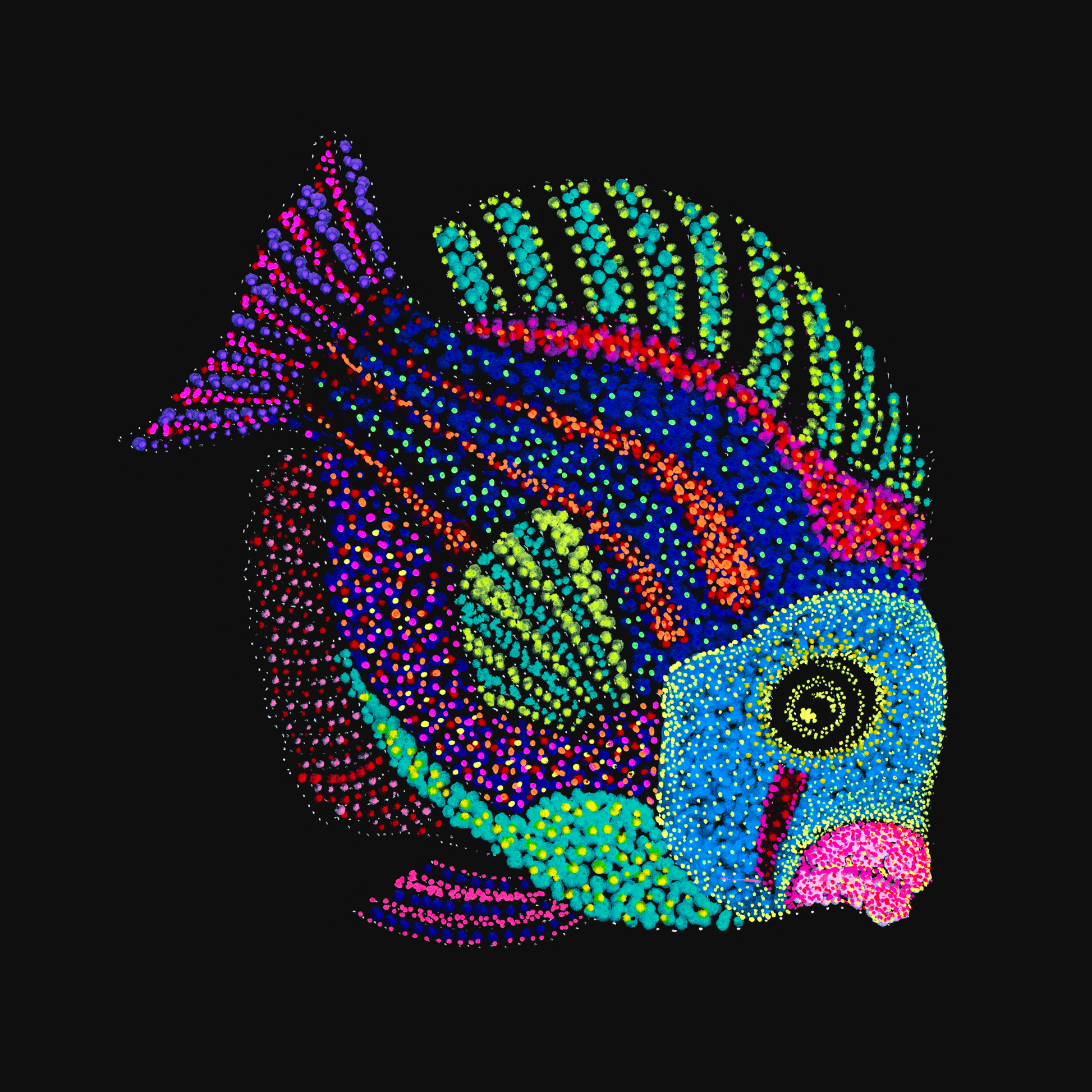 clothing-apparel-cotton-jyoti-fish