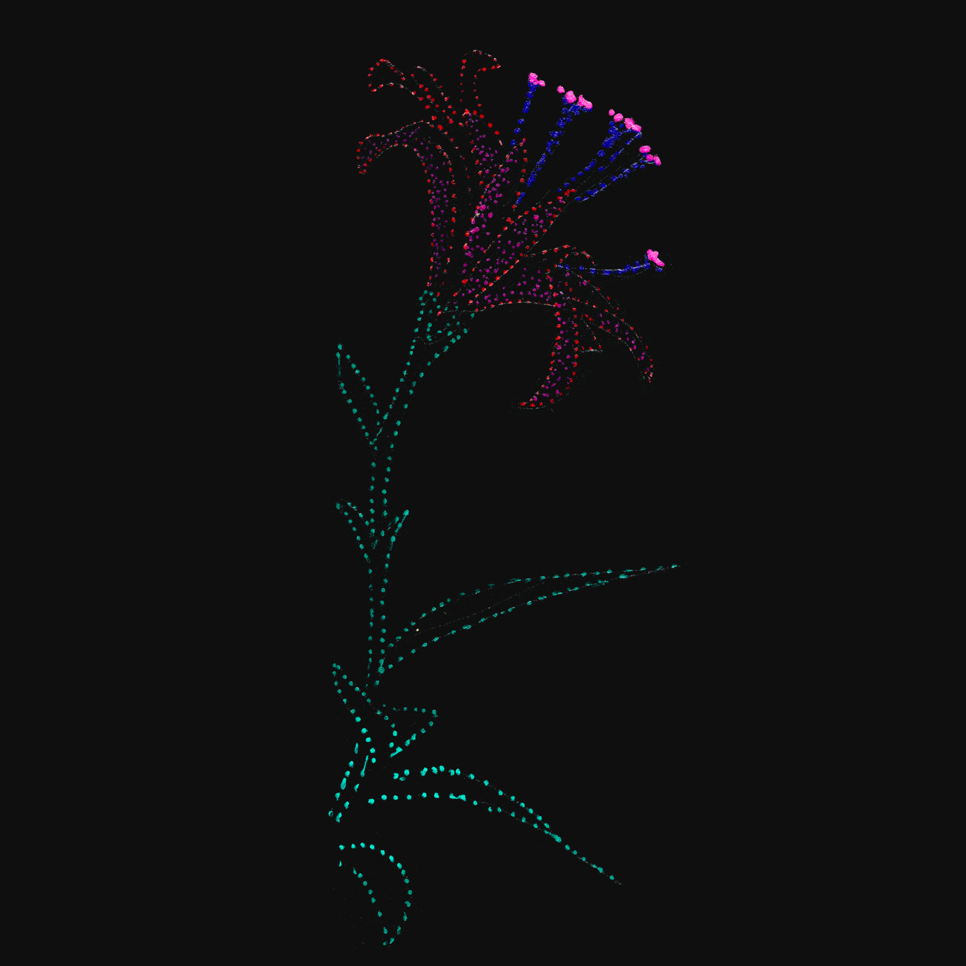 clothing-apparel-cotton-lisa-flower