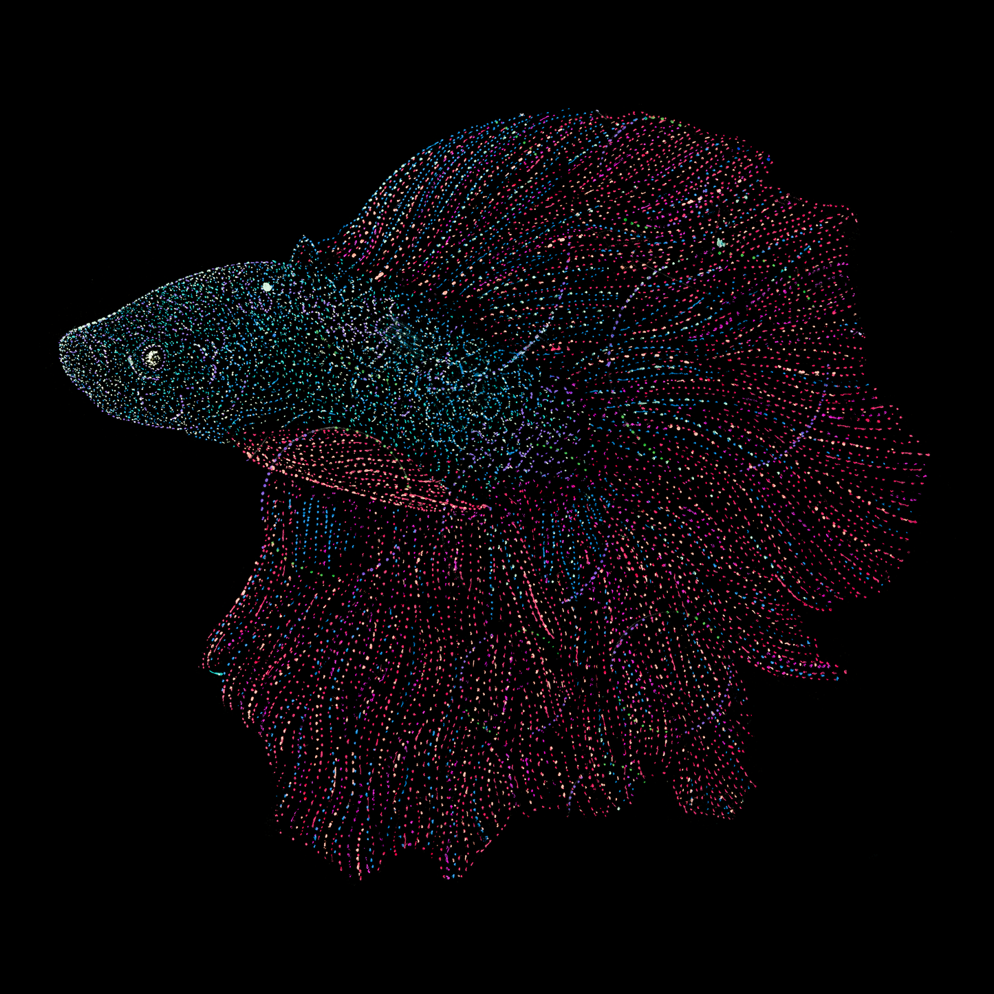 Mighty Beta Fish