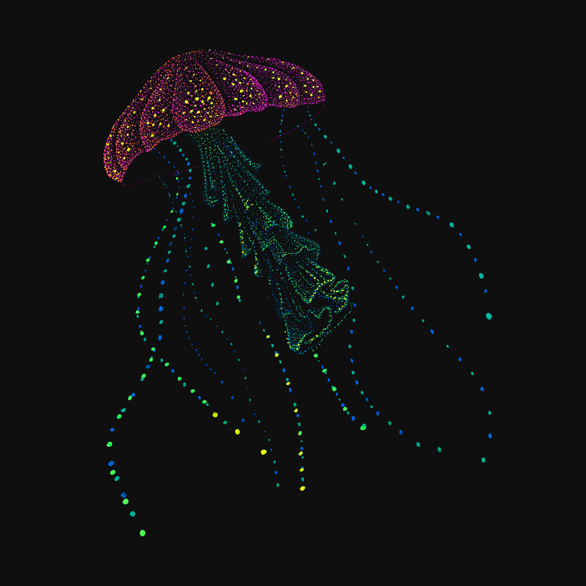 clothing-apparel-cotton-najine-jellyfish