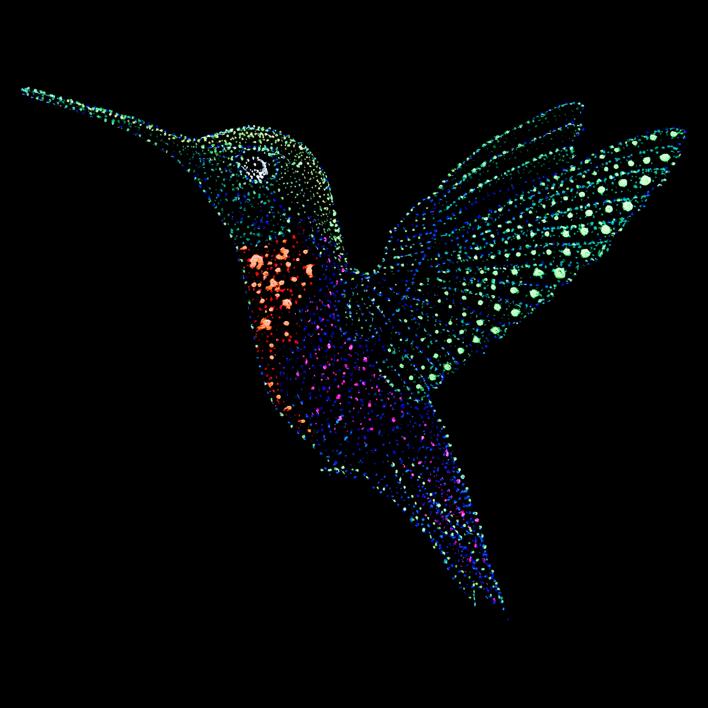 Ramila the Hummingbird