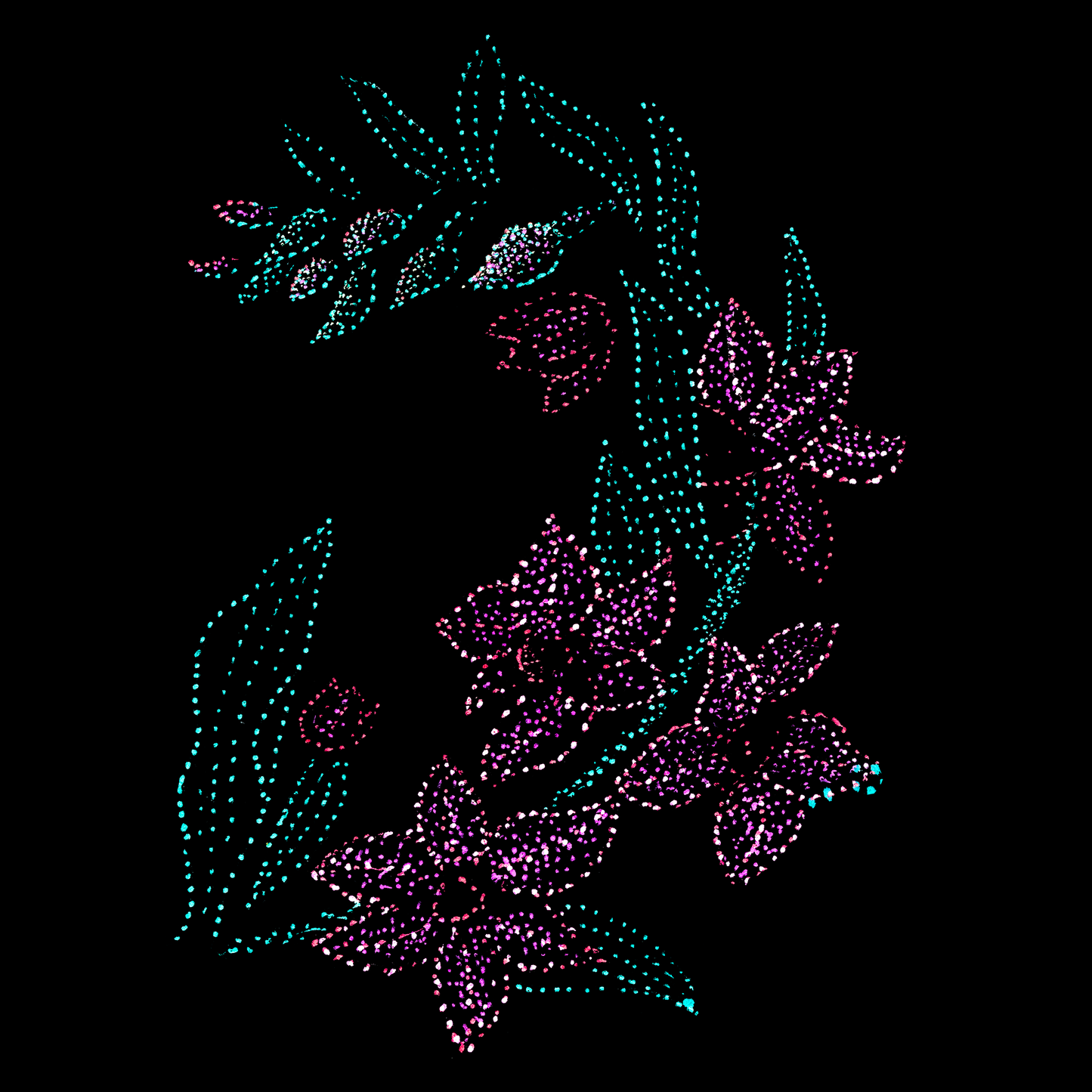 Rosali's Garden