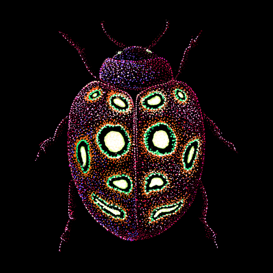 The Joyful Ladybug