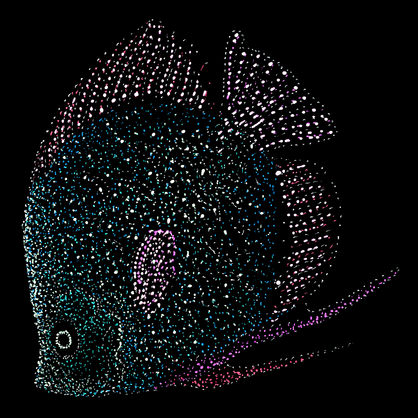 Vidushi's Fish