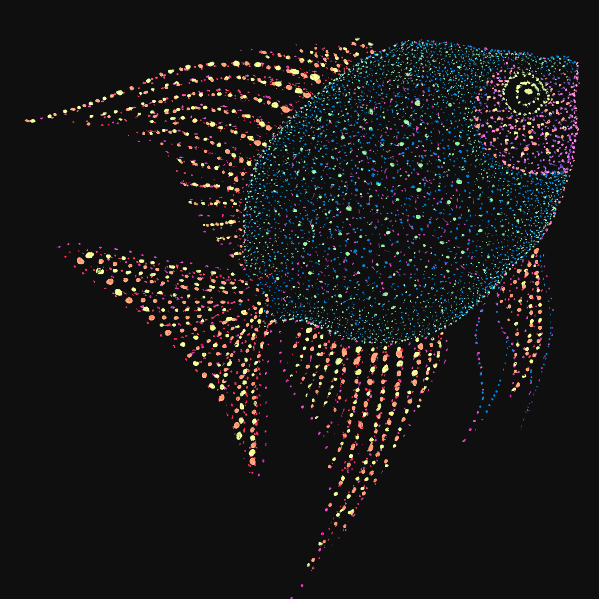 clothing-apparel-cotton-wonder-fish