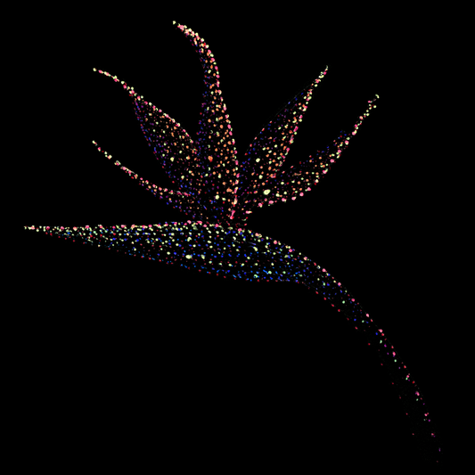 bird of paradise flower against black backgrounf tshirt plants jindots