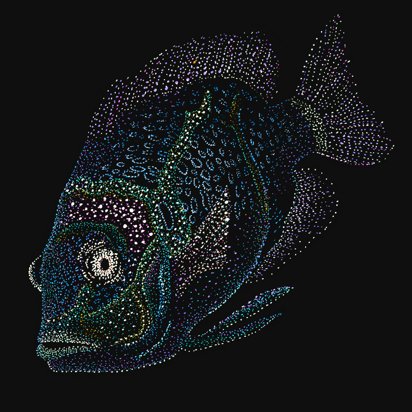 clothing-apparel-cotton-jin-fish